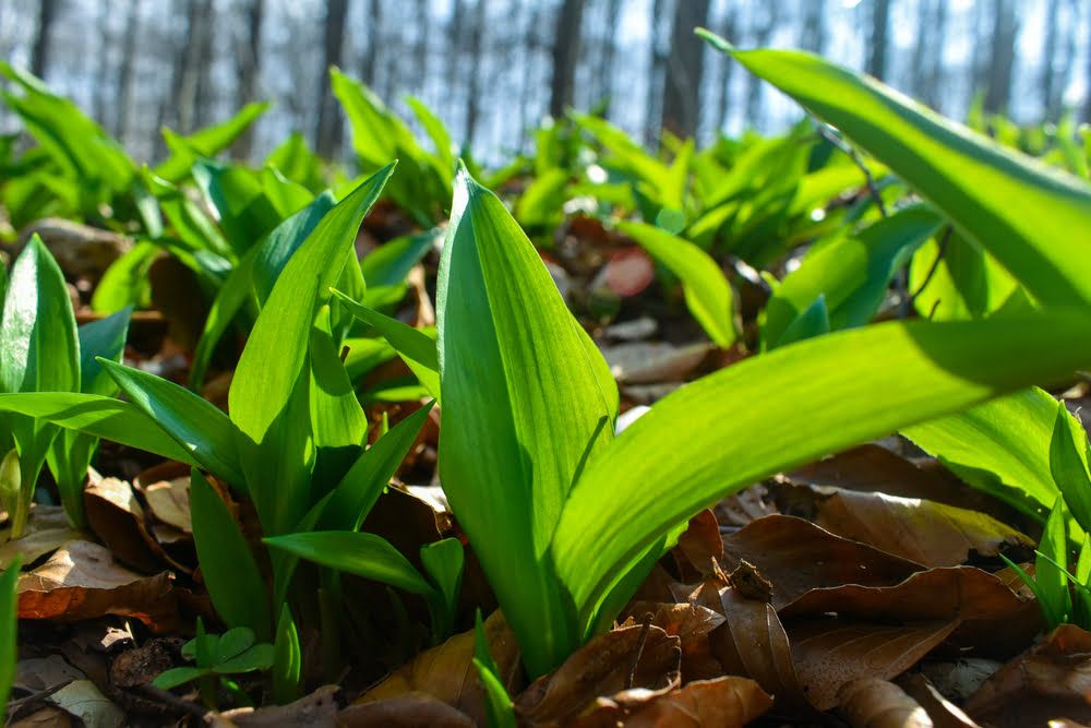 Wild garlic