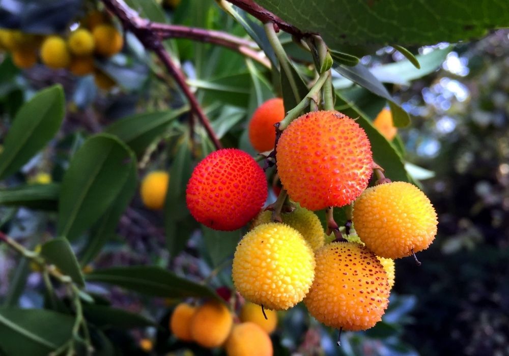 arbutus-unedo-strawberry-tree