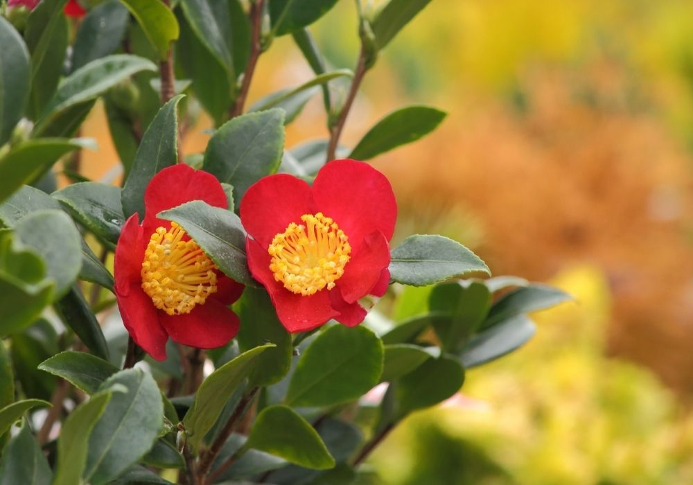 camellia-vernalis-yuletide-flowers