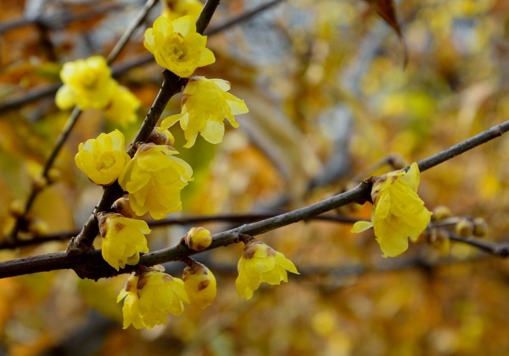 chimonanthus-praecox-wintersweet-flowers