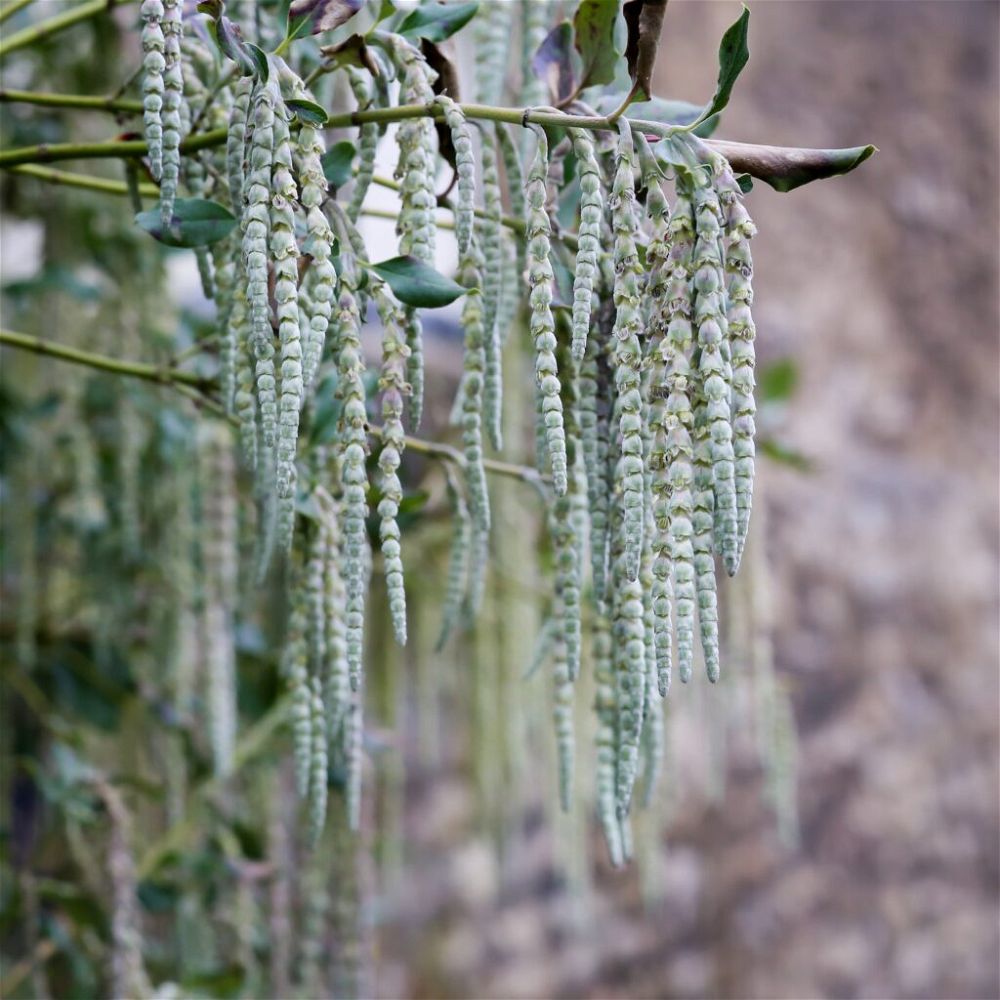 garrya-elliptica-james-roof