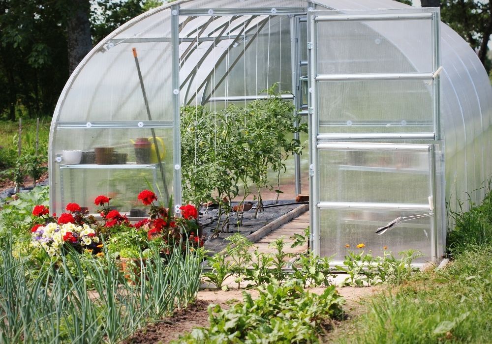 greenhouse-in-back-garden