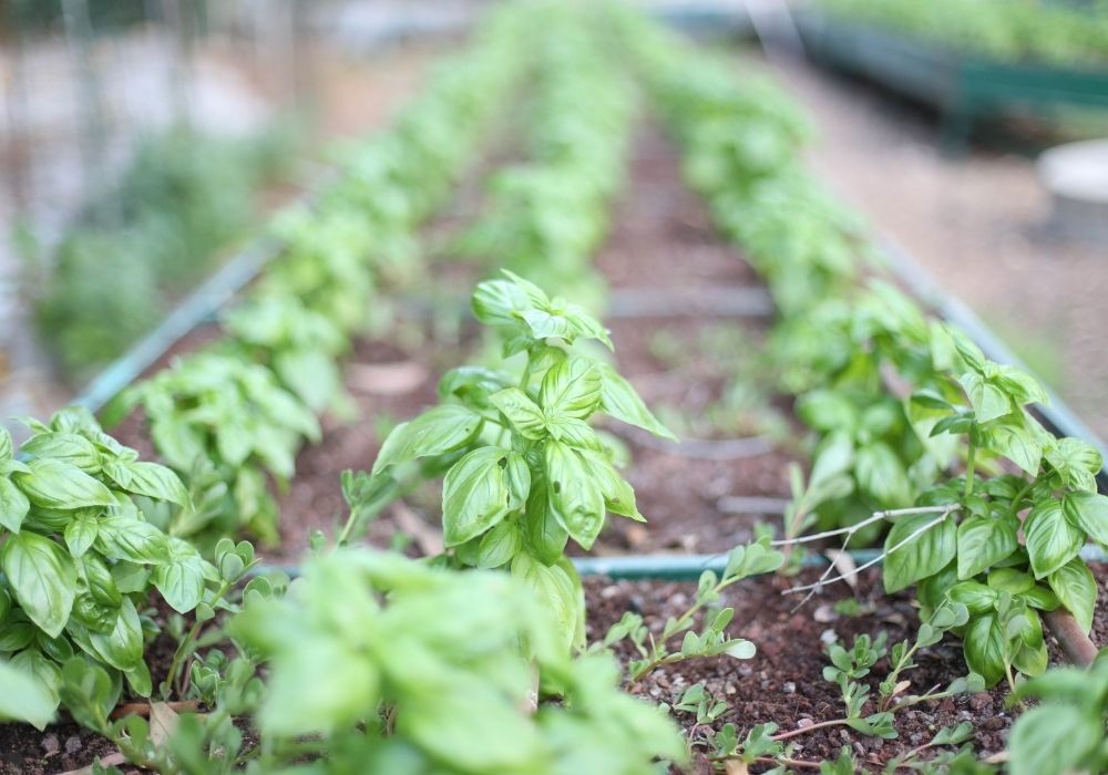 herb-garden-basil