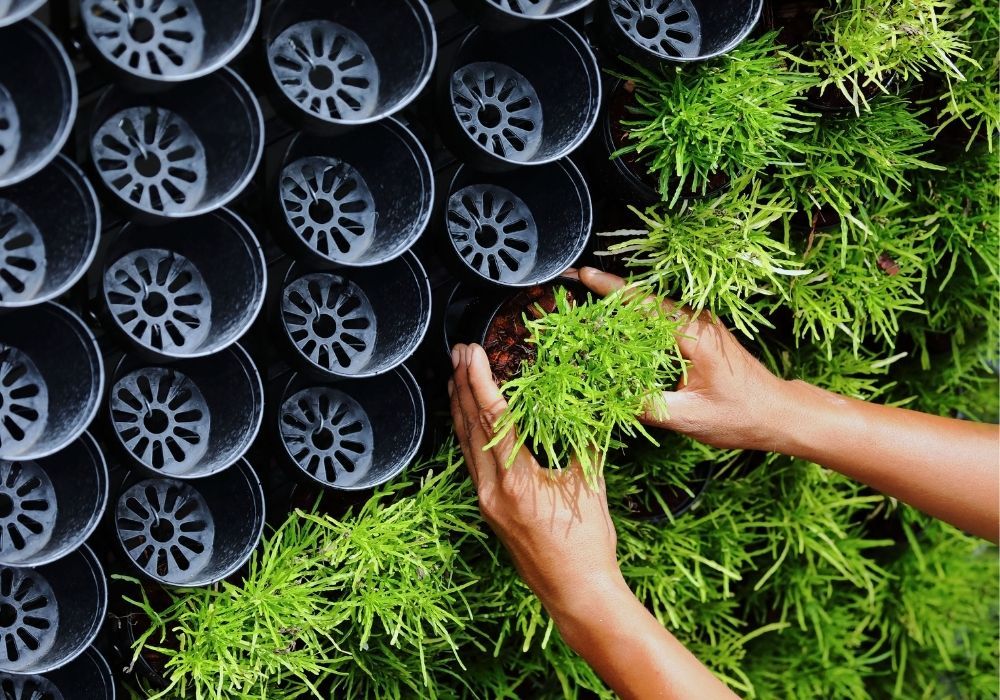 living-wall-to-reduce-air-pollution