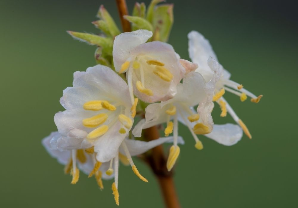 lonicera-x-purpusii-winter-beauty-flowers