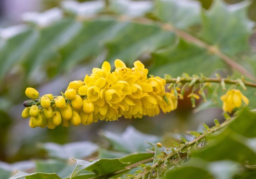 mahonia-media-winter-sun-flowers