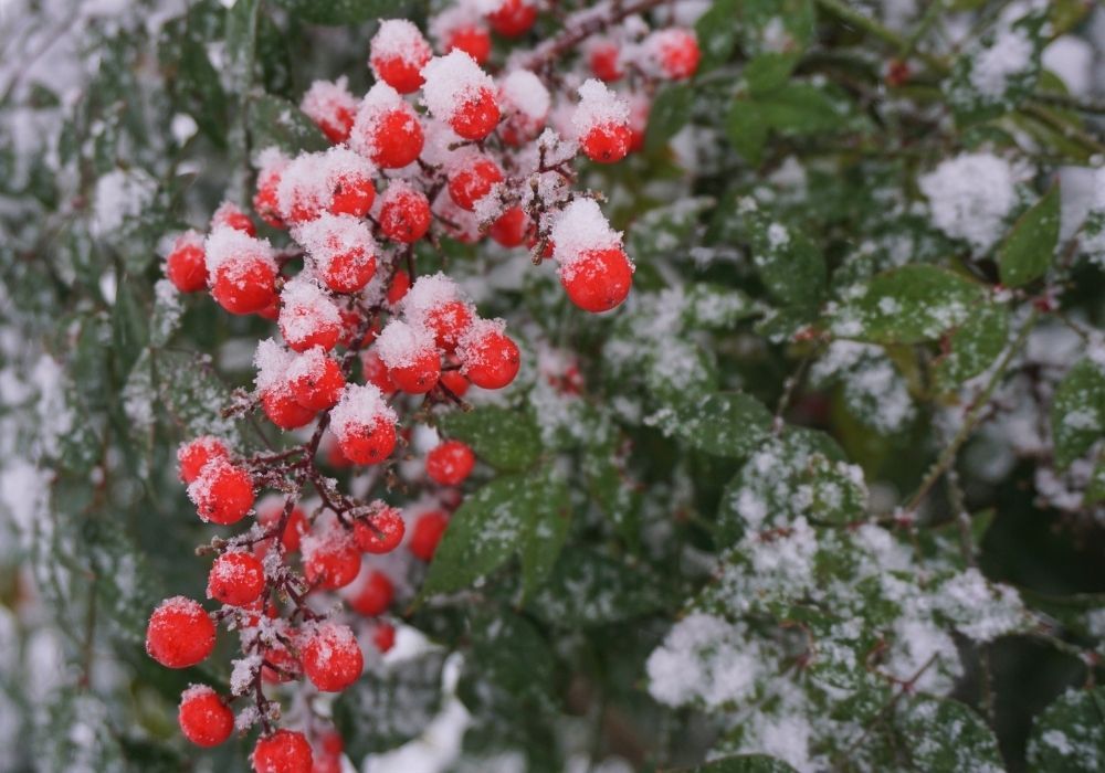 nandina-domestica-sacred-bamboo-red-berries