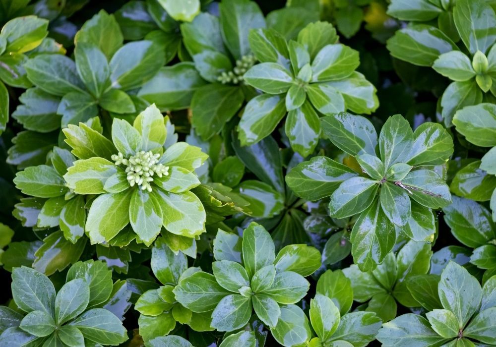 pachysandra-terminalis-japanese-spurge