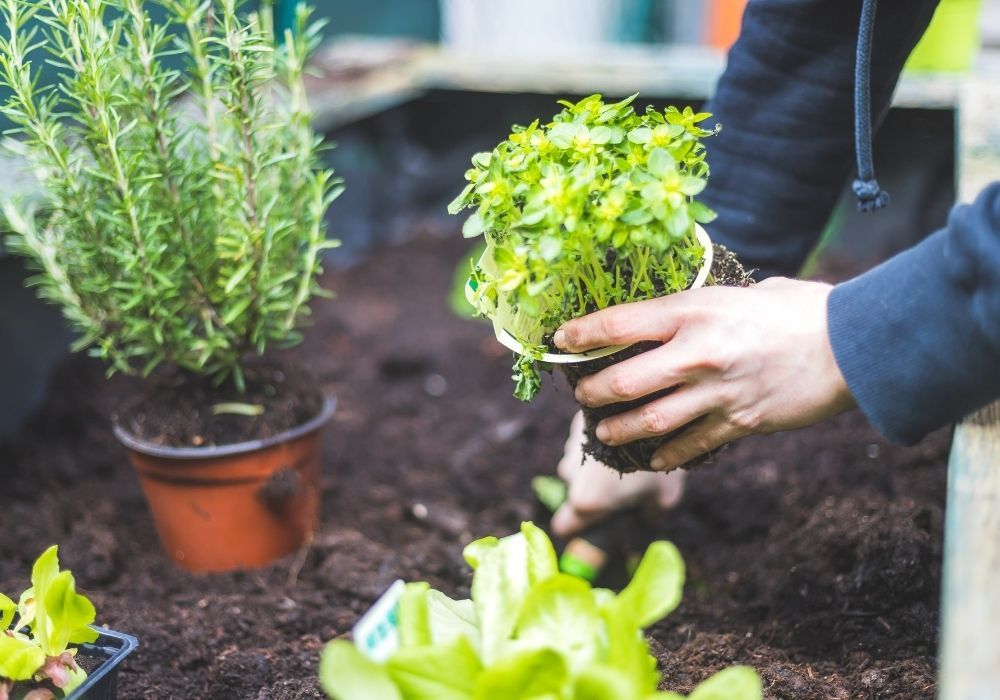 planting-herbs-in-raised-garden-bed