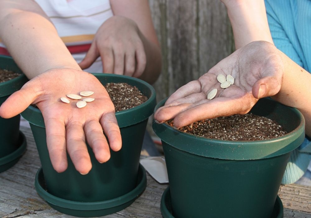 planting-seeds-for-school-growing-project
