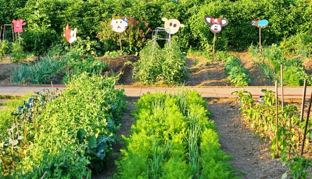 vegetables-school-garden