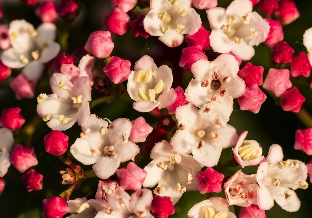 viburnum-tinus-french-white-flowers