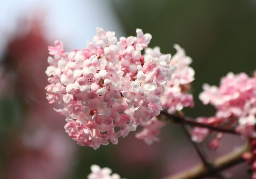 viburnum-x-bodnantense-dawn-flowers