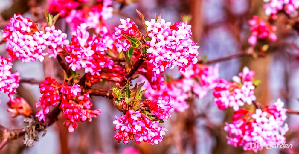 winter flowering shrubs