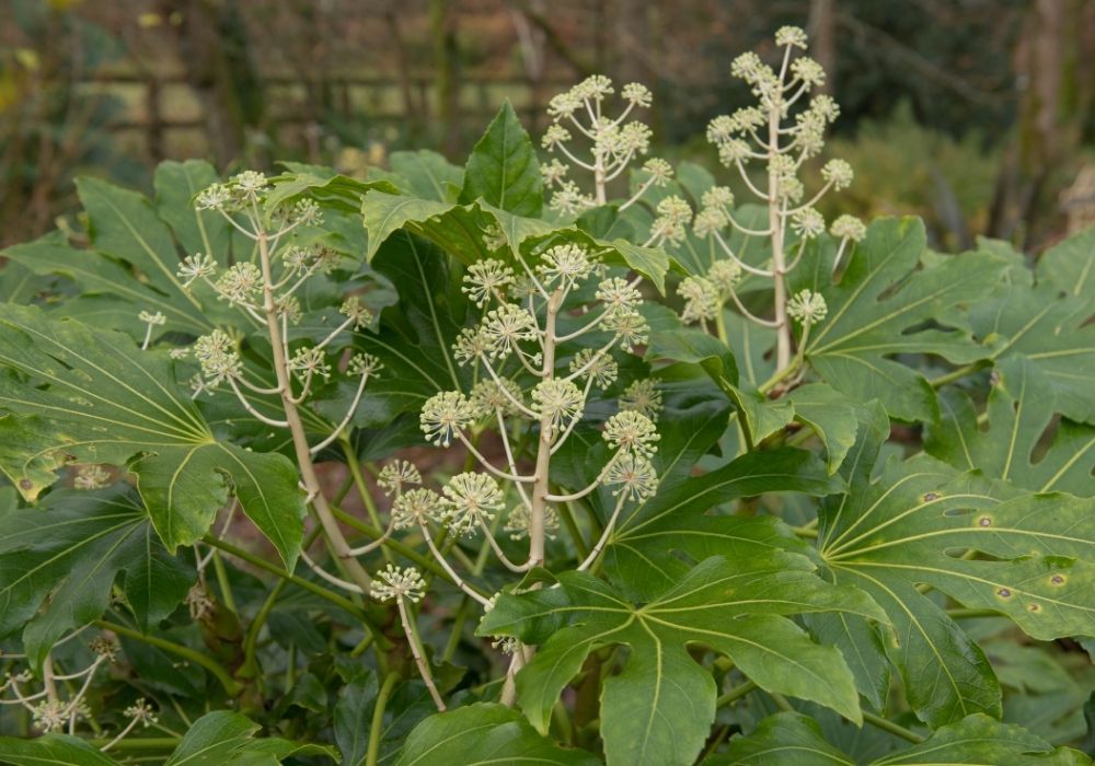 winter-flowers-and-leaves-of-fatsia-japonica