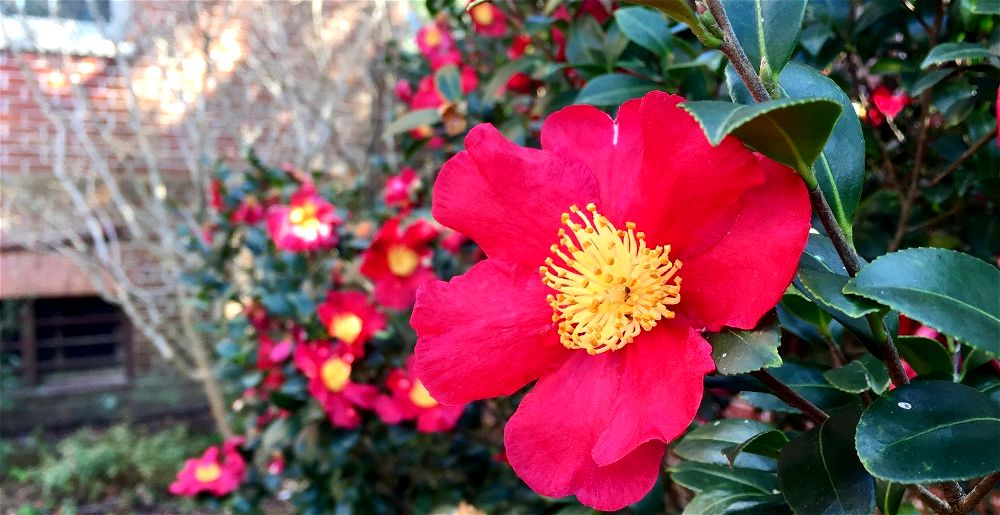 winter-garden