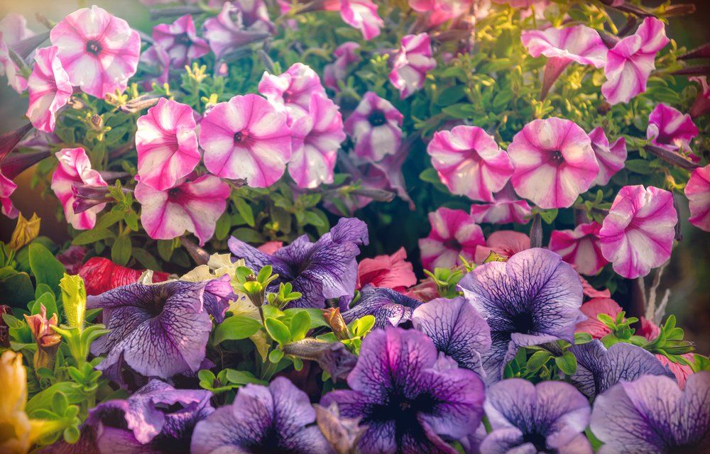 Flowers in garden