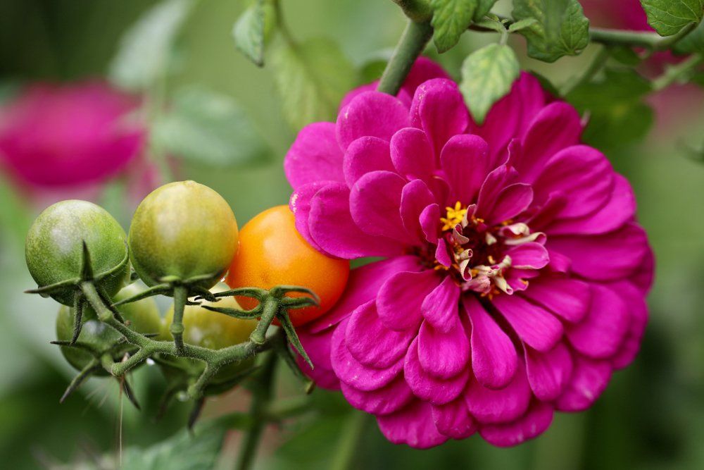 Tomatoes growing with zinnias