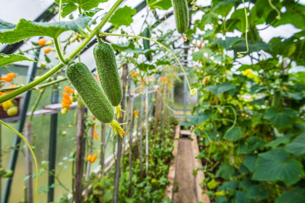 Cucumbers growing in greenhouse