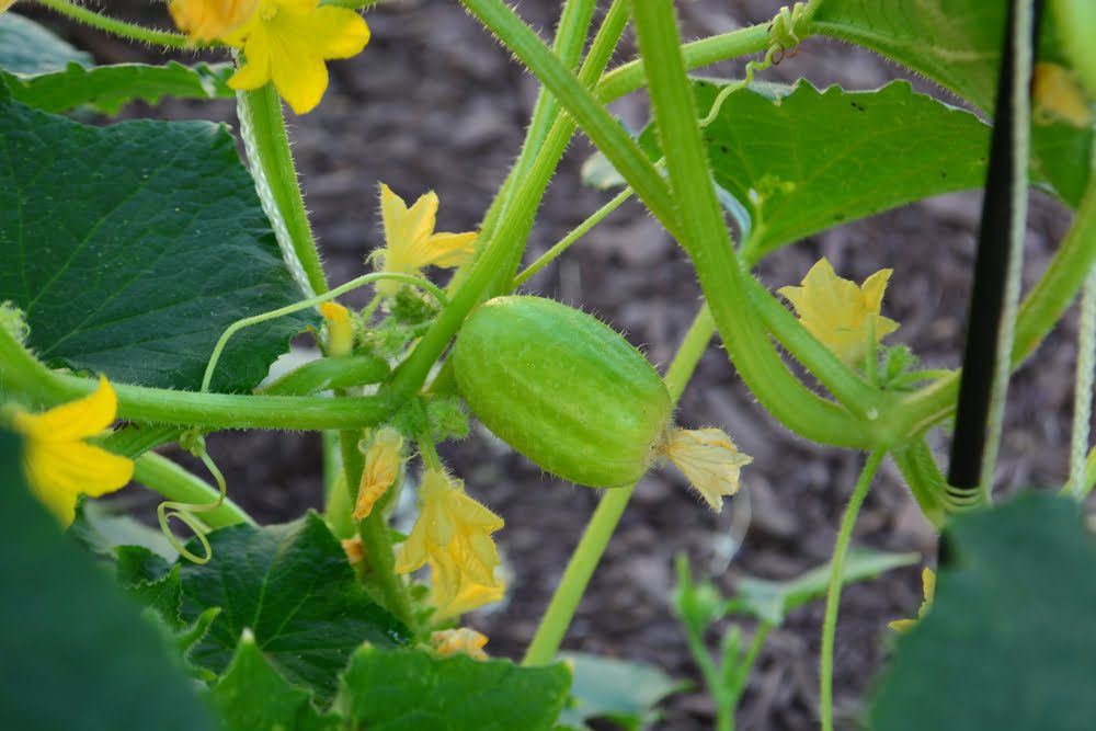 Crystal Apple cucumber