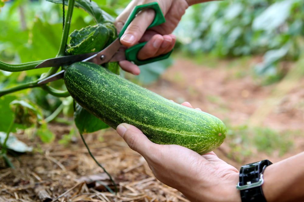Hand harvesting cucumber