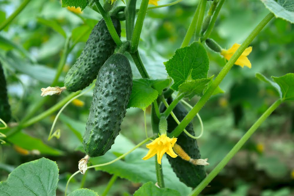 Cucumber plant