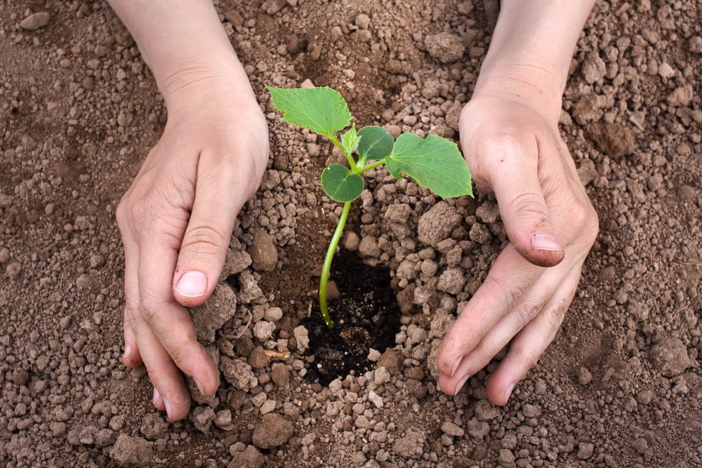 Planting a young cucumber plant