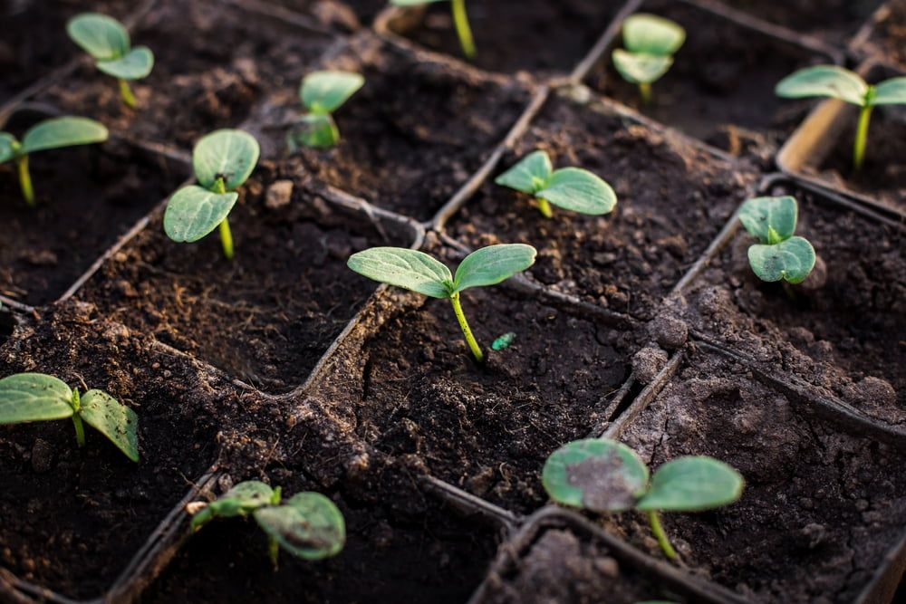 Cucumber seedlings