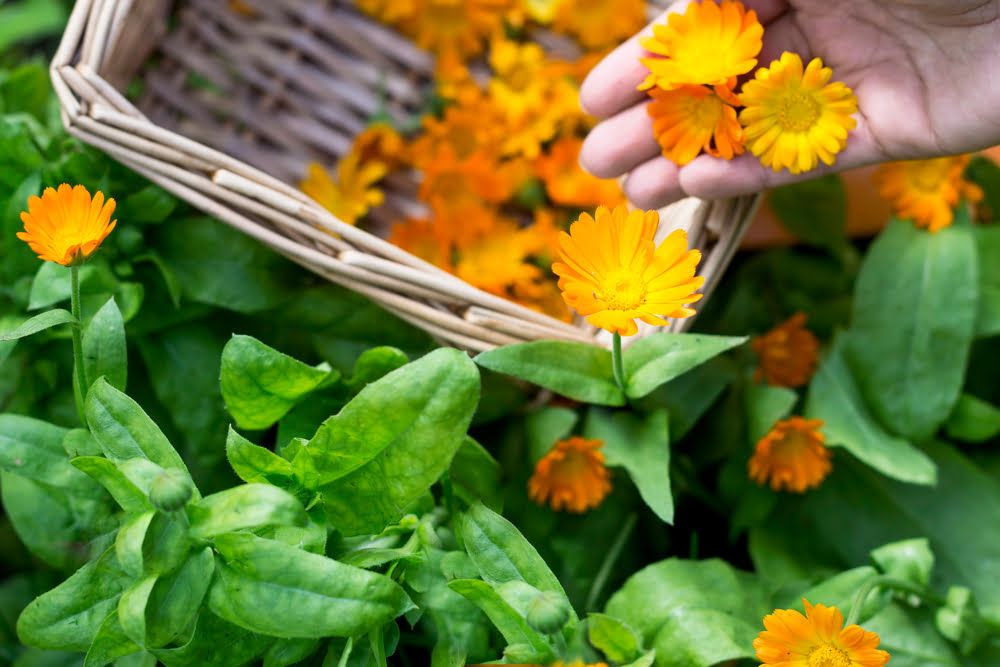 Hand picking calendula flowers