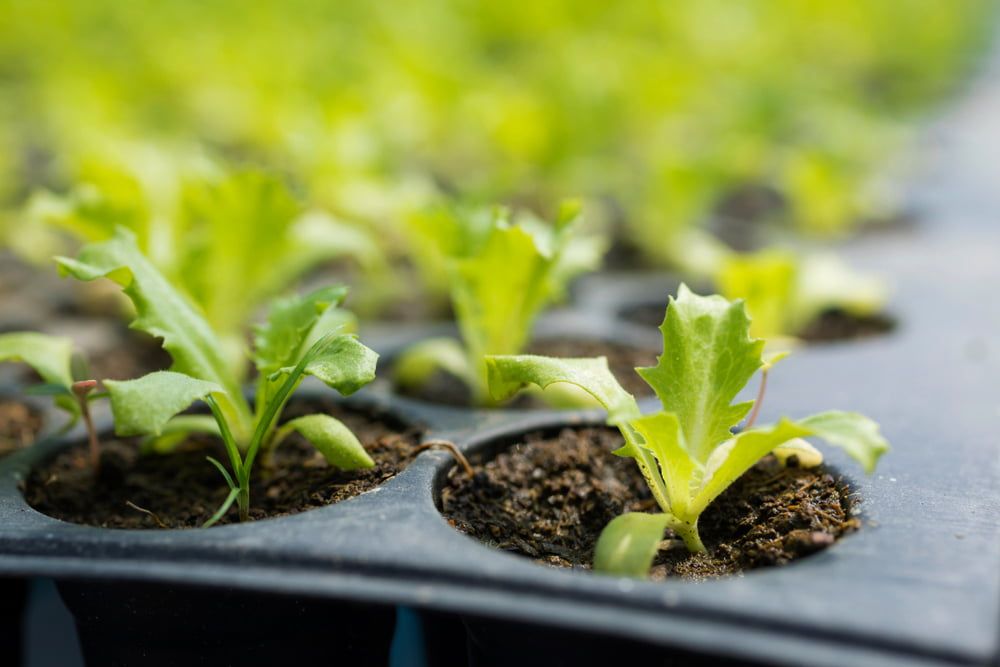 Seedlings in tray