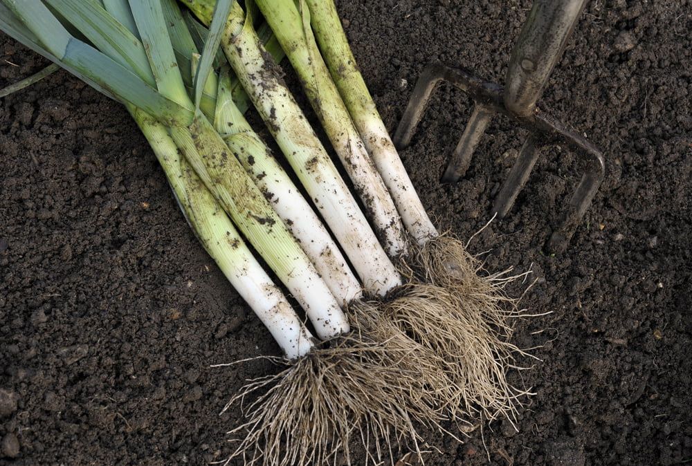 Harvested leeks