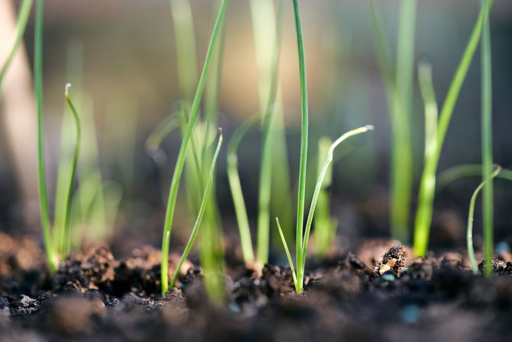 Leek seedlings