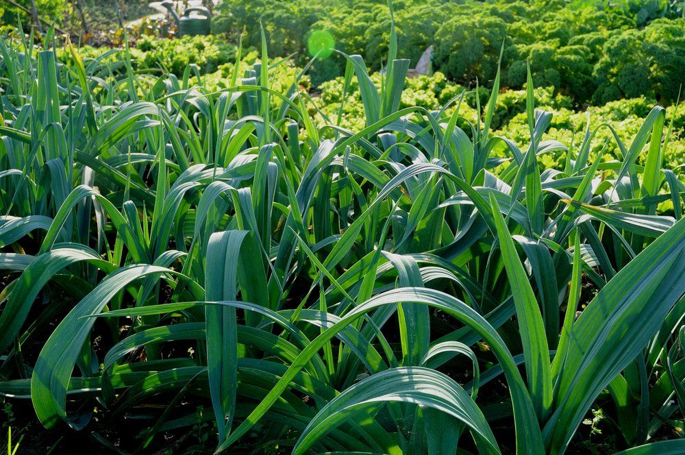 Leeks growing in garden