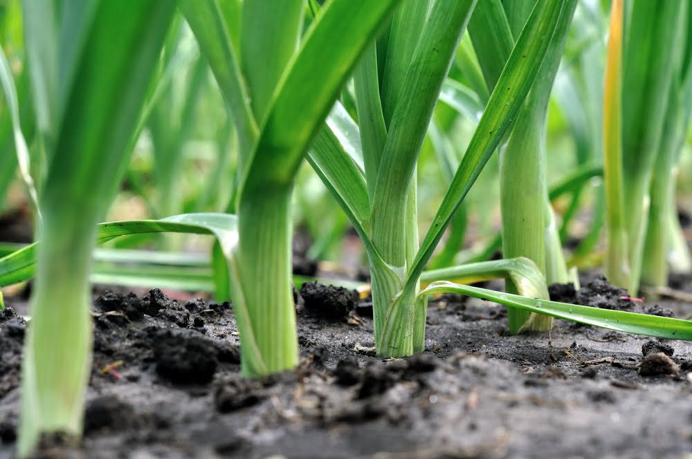 Leeks growing in garden