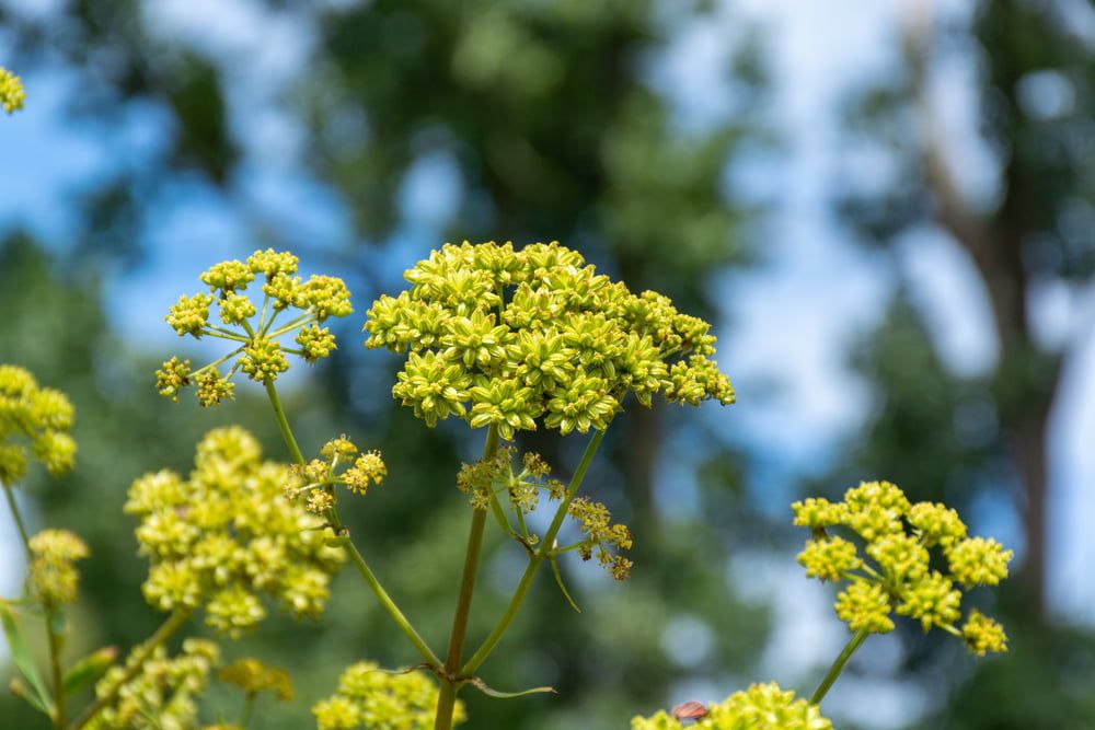 Lovage flowers