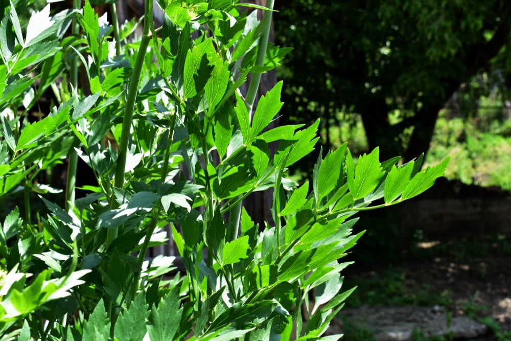 Lovage growing in garden