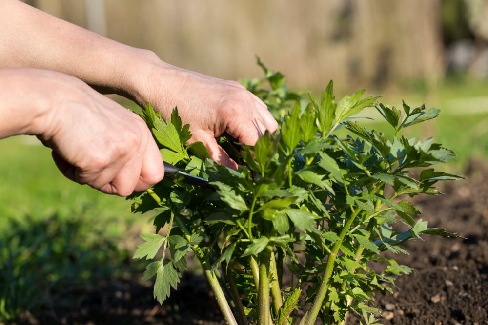 Hands harvesting lovage