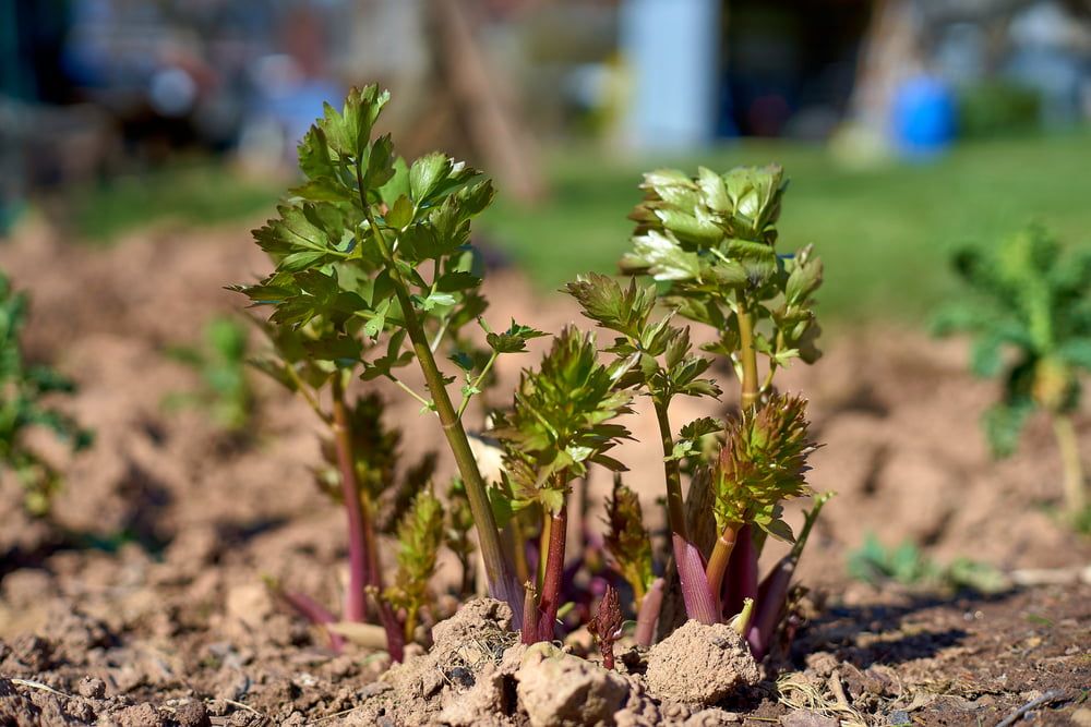 Lovage growing in garden