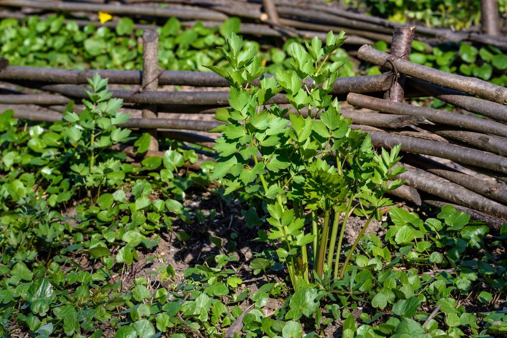 Lovage in garden