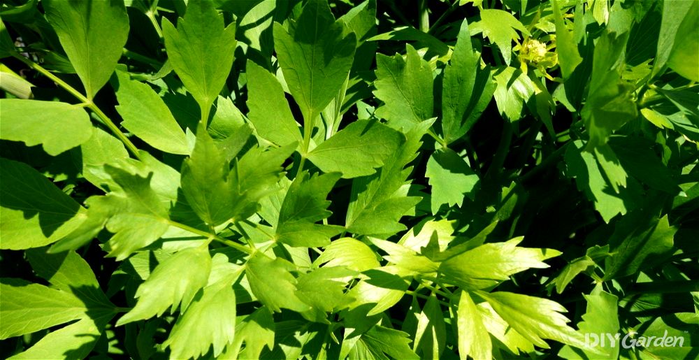 Lovage leaves