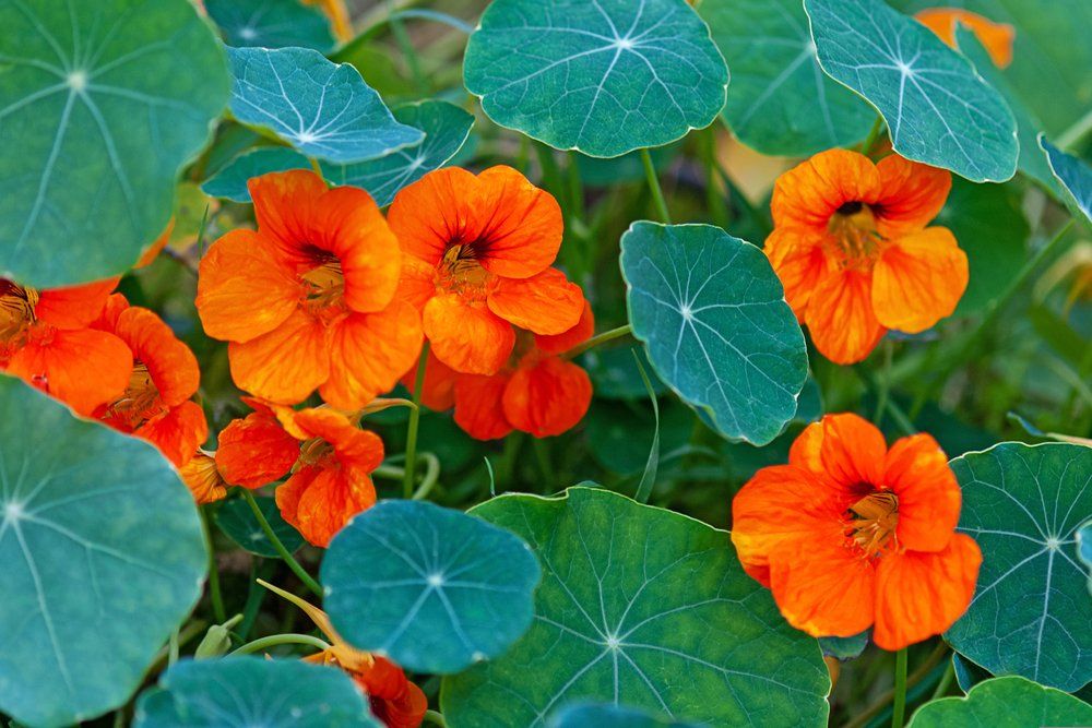 Nasturtium flowers