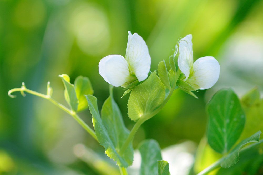 Pea flowers