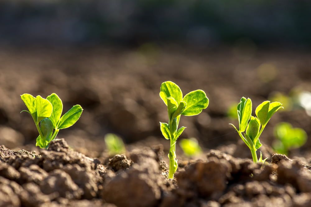 Young pea plants