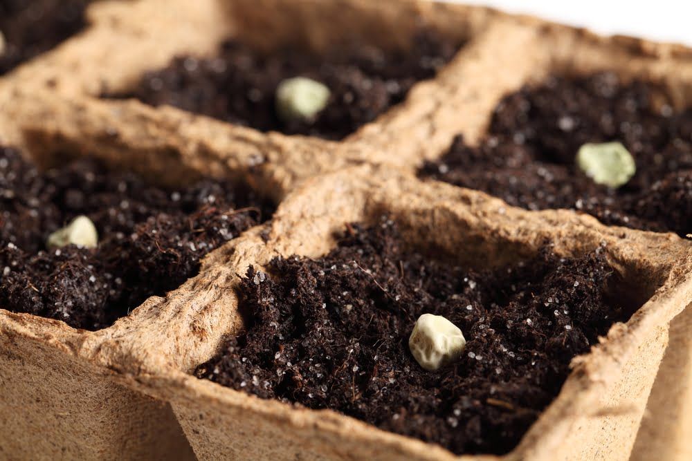 Pea seeds in pots