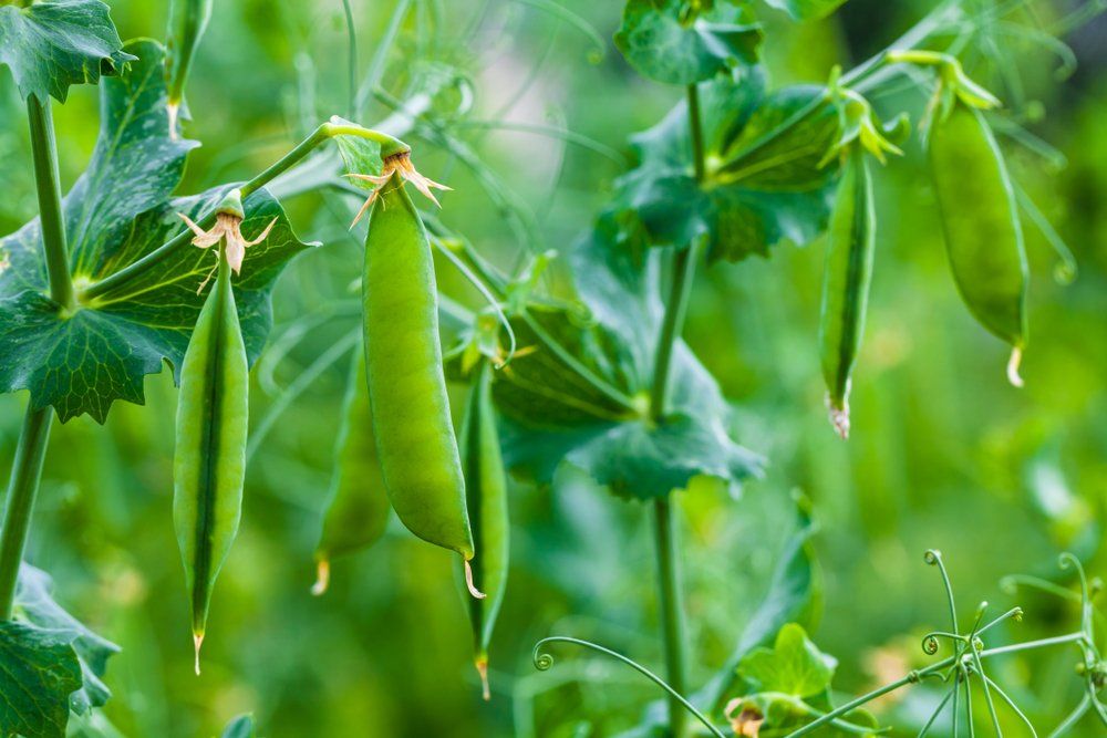 Peas on plant