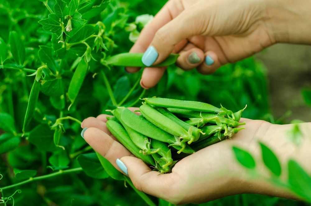 Hands picking peas from plant