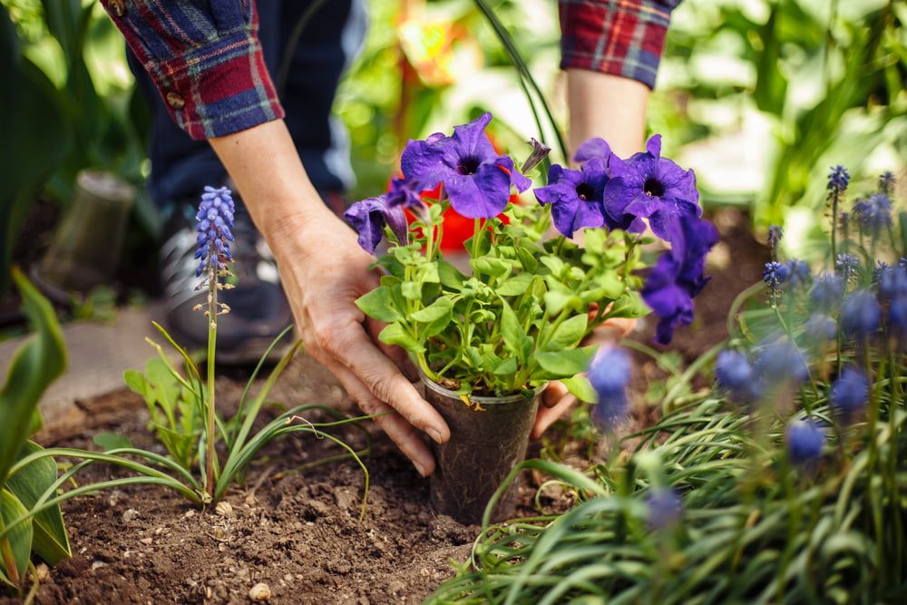 Person planting flowers in garden