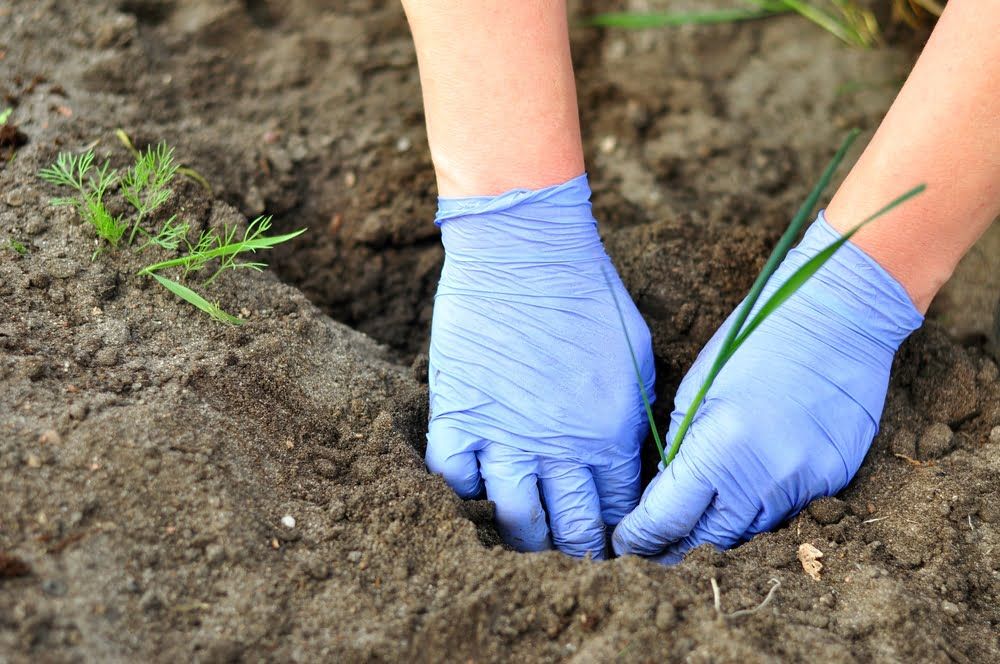 Hands planting out leek seedlings