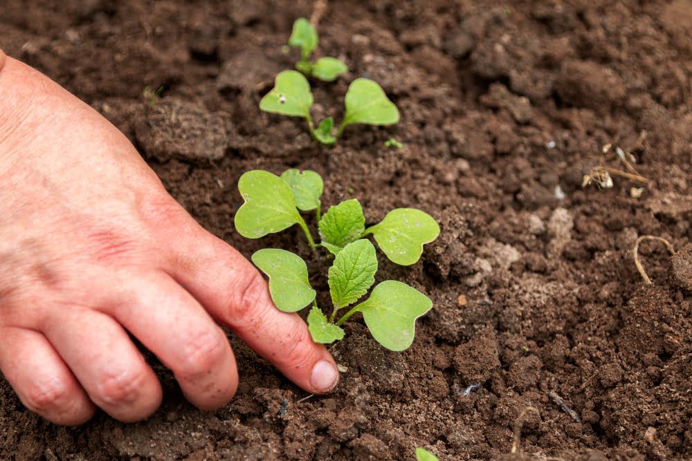 Person planting radish seedlings