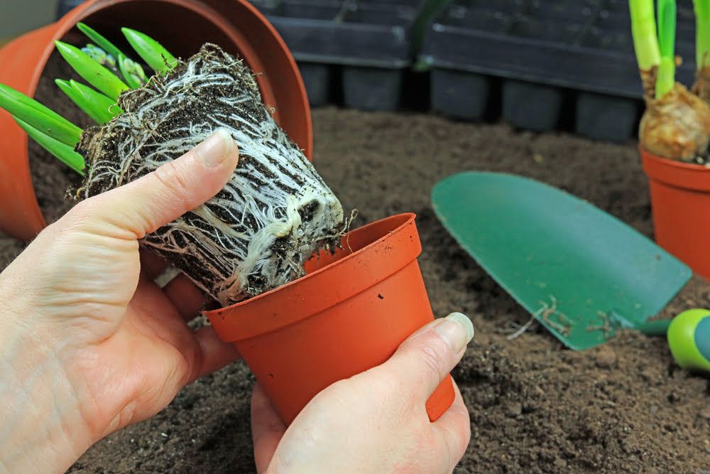 Pot bound roots on plant